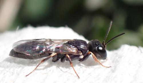 Passaloecus ribauti